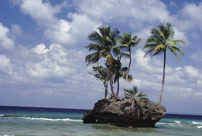 Coconut palms growing on an outcrop of rock near the shore in Katchal. Coconut palms growing on an outcrop of rock near the shore in Katchal., by Zoonar RealityImages
