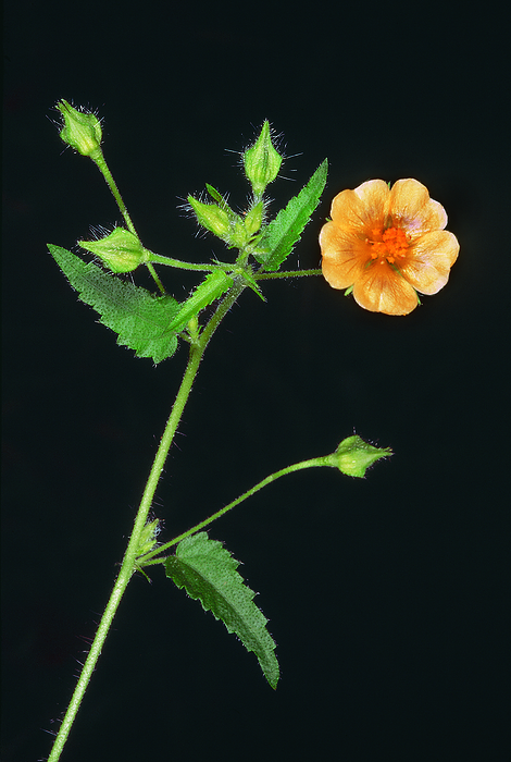 A stiff herb. Sida sp. Family: Malvaceae. The leaves are eaten by cattle and brooms are made out of the entire plant. A stiff herb. Sida sp. Family: Malvaceae. The leaves are eaten by cattle and brooms are made out of the entire plant., by Zoonar RealityImages