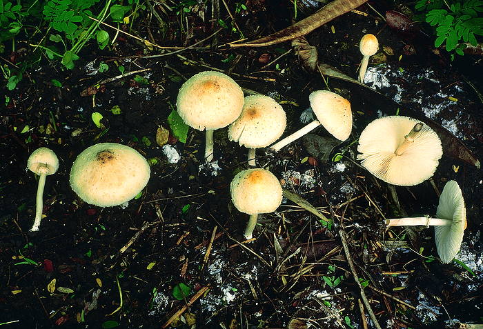 Class: Homobasidiomycetes. Series: Hymenomycetes. Order: Agaricales. A group of large mushrooms growing on soil rich in humus. Class: Homobasidiomycetes. Series: Hymenomycetes. Order: Agaricales. A group of large mushrooms growing on soil rich in humus., by Zoonar RealityImages