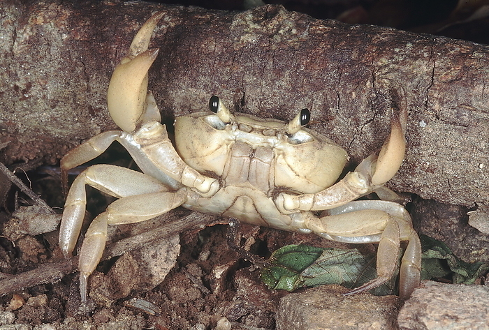 Land crab. Usually seen in the monsoon, these crabs aestivate in the dry season. They are found in the Western Ghats, India. Land crab. Usually seen in the monsoon, these crabs aestivate in the dry season. They are found in the Western Ghats, India., by Zoonar RealityImages