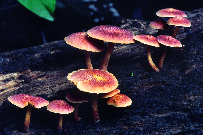 Class: Homobasidiomycetes. Series: Hymenomycetes. Order: Agaricales. A group of large mushrooms growing on a fallen log. Class: Homobasidiomycetes. Series: Hymenomycetes. Order: Agaricales. A group of large mushrooms growing on a fallen log., by Zoonar RealityImages