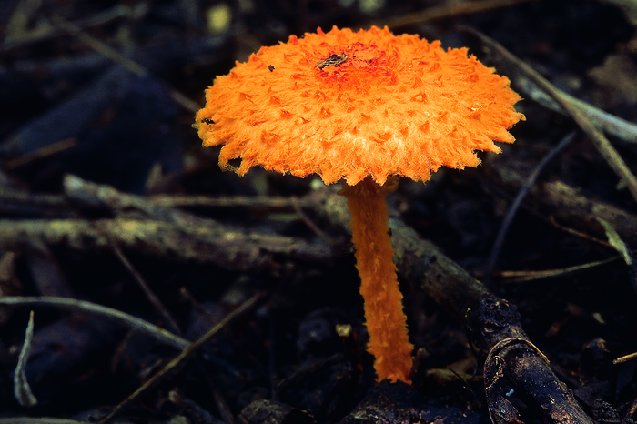Class: Homobasidiomycetes . Series: Hymenomycetes. Order: Agaricales. A small brightly coloured mushroom found on the ground. Class: Homobasidiomycetes . Series: Hymenomycetes. Order: Agaricales. A small brightly coloured mushroom found on the ground., by Zoonar RealityImages