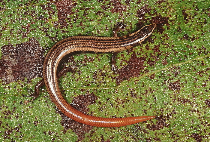 A skink resembling Riopa. The body of this species is shorter and the tail is brightly coloured. A skink resembling Riopa. The body of this species is shorter and the tail is brightly coloured., by Zoonar RealityImages