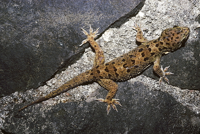 Hemidactylus Maculatus. Rock gecko. A large gecko usually found on cliffs, forts, old buildings, caves and tanks. Hemidactylus Maculatus. Rock gecko. A large gecko usually found on cliffs, forts, old buildings, caves and tanks., by Zoonar RealityImages