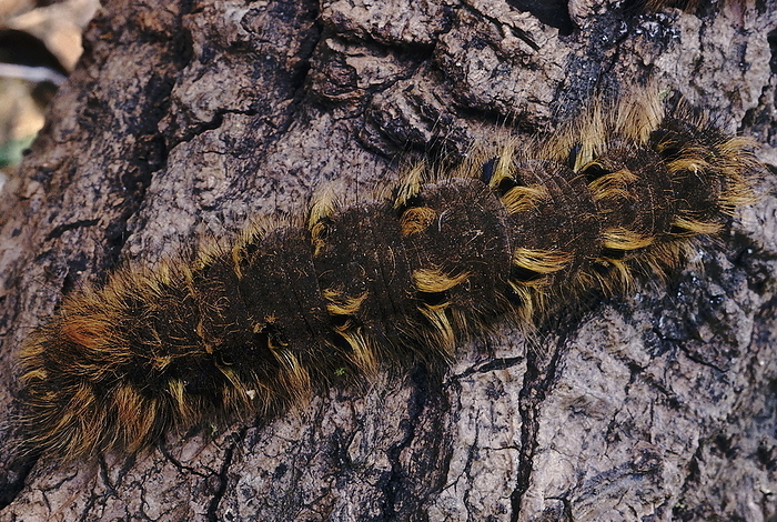 A large brown hairy caterpillar. A large brown hairy caterpillar., by Zoonar RealityImages