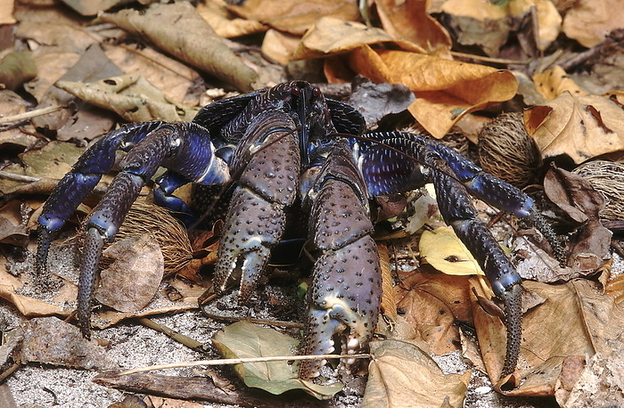 A large crab, closely related to the Hermit crab. This crab is known to climb up coconut palms to feed on the coconut kernel after tearing open the husk. Andaman Islands. A large crab, closely related to the Hermit crab. This crab is known to climb up coconut palms to feed on the coconut kernel after tearing open the husk. Andaman Islands., by Zoonar RealityImages