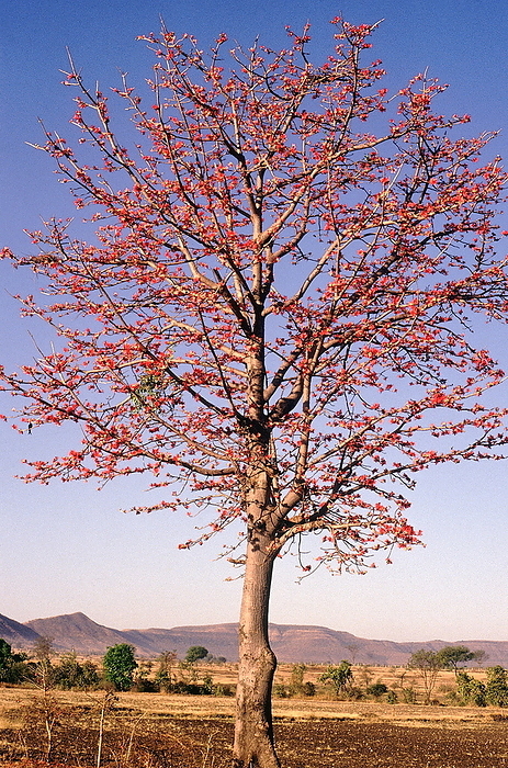 Tree in bloom. Bombax Ceiba. Red Silk Cotton tree. Family: Bombacaceae. A large deciduous tree with beautiful flowers that are pollinated by birds and bats. Tree in bloom. Bombax Ceiba. Red Silk Cotton tree. Family: Bombacaceae. A large deciduous tree with beautiful flowers that are pollinated by birds and bats., by Zoonar RealityImages