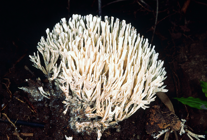Coral fungus  white . Class: Homobasidiomycetes. Series: Hymenomycetes. Order: Aphyllophorales. This variety grows in dense evergreen forest. Coral fungus  white . Class: Homobasidiomycetes. Series: Hymenomycetes. Order: Aphyllophorales. This variety grows in dense evergreen forest., by Zoonar RealityImages