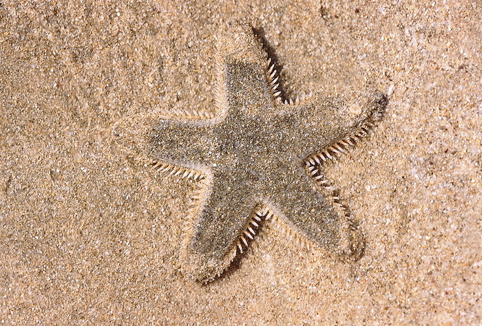 A starfish burrowing into the sand with the help of its tube feet. Andaman Islands. A starfish burrowing into the sand with the help of its tube feet. Andaman Islands., by Zoonar RealityImages