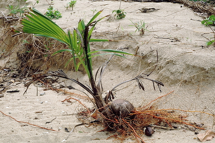 A coconut, washed up by the waves, catches roots and grows on a beach in the Nicobar Islands. A coconut, washed up by the waves, catches roots and grows on a beach in the Nicobar Islands., by Zoonar RealityImages