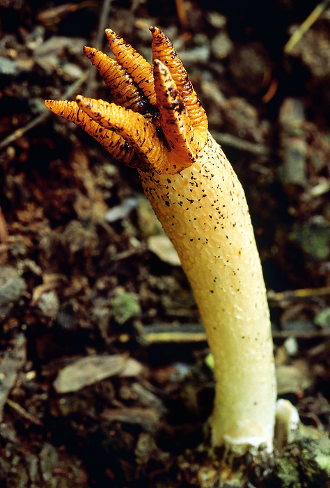 Lysurus sp. Stinkhorn. Class: Homobasidiomycetes. Series: Gasteromycetes. Order: Phallales. The common name stinkhorn is on account of the disagreeable smell of the mature fruiting body. This smell attracts flies which disperse the spores. Lysurus sp. Stinkhorn. Class: Homobasidiomycetes. Series: Gasteromycetes. Order: Phallales. The common name stinkhorn is on account of the disagreeable smell of the mature fruiting body. This smell attracts flies which disperse the spores., by Zoonar RealityImages
