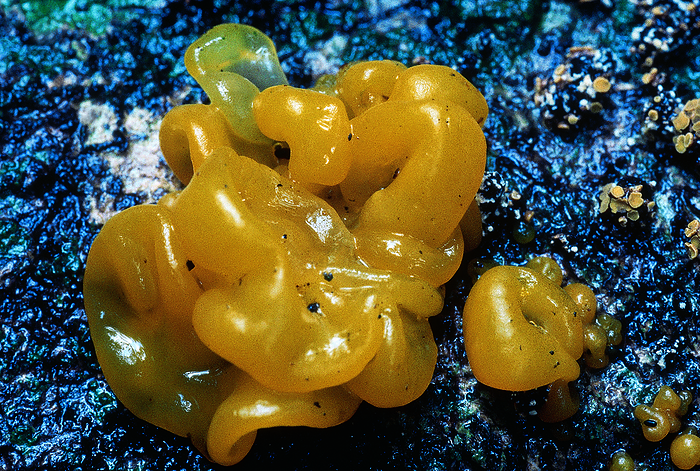 Tremella sp. Witches Butter. Class and Series: Heterobasidiomycetes. Order: Tremellales. A soft jelly fungus which grows on dead wood. Tremella sp. Witches Butter. Class and Series: Heterobasidiomycetes. Order: Tremellales. A soft jelly fungus which grows on dead wood., by Zoonar RealityImages