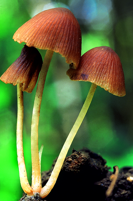 Class: Homobasidiomycetes . Series: Hymenomycetes. Order: Agaricales. Small delicate mushrooms growing on soil. Class: Homobasidiomycetes . Series: Hymenomycetes. Order: Agaricales. Small delicate mushrooms growing on soil., by Zoonar RealityImages