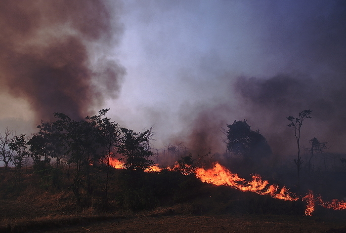 Forest fire  Konkan. A forest fire in a deciduous forest in summer. Konkan, India. Forest fire  Konkan. A forest fire in a deciduous forest in summer. Konkan, India., by Zoonar RealityImages