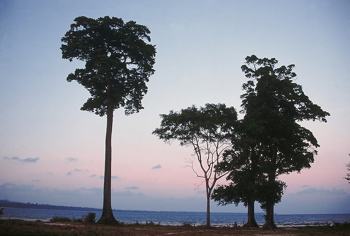 Trees along the shore on Little Andaman. Trees along the shore on Little Andaman., by Zoonar RealityImages