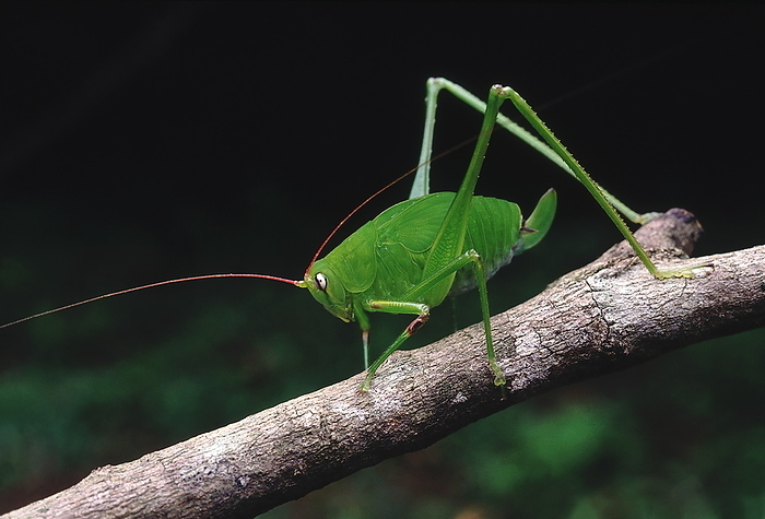 Bush cricket. A cricket with extremely long antennae and hind legs. The body colour blends in well with the greenery of the forest. Bush cricket. A cricket with extremely long antennae and hind legs. The body colour blends in well with the greenery of the forest., by Zoonar RealityImages