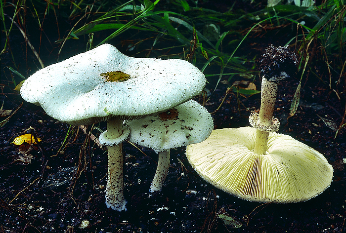 Chlorolepiota sp. Class: Homobasidiomycetes . Series: Hymenomycetes. Order: Agaricales. A poisonous mushroom with green spores and greenish gills. Chlorolepiota sp. Class: Homobasidiomycetes . Series: Hymenomycetes. Order: Agaricales. A poisonous mushroom with green spores and greenish gills., by Zoonar RealityImages