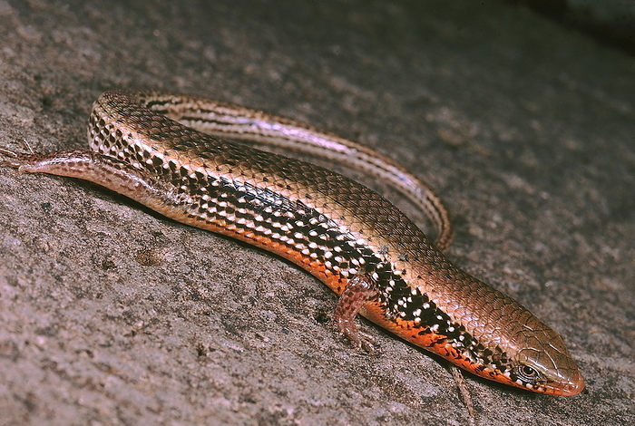 Mabuya sp. A skink with orange flanks in the breeding season. Mabuya sp. A skink with orange flanks in the breeding season., by Zoonar RealityImages