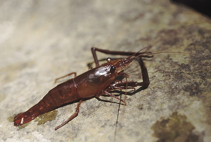 A large shrimp found in the perennial forest streams in the Andaman Islands. A large shrimp found in the perennial forest streams in the Andaman Islands., by Zoonar RealityImages