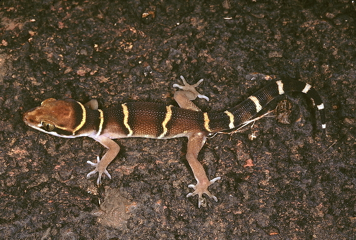 Cyrtodactylus Dekkanensis. Deccan Banded gecko. A typical forest species found at night on the forest floor. They raise their bodies off the ground and squeak when disturbed. Cyrtodactylus Dekkanensis. Deccan Banded gecko. A typical forest species found at night on the forest floor. They raise their bodies off the ground and squeak when disturbed., by Zoonar RealityImages