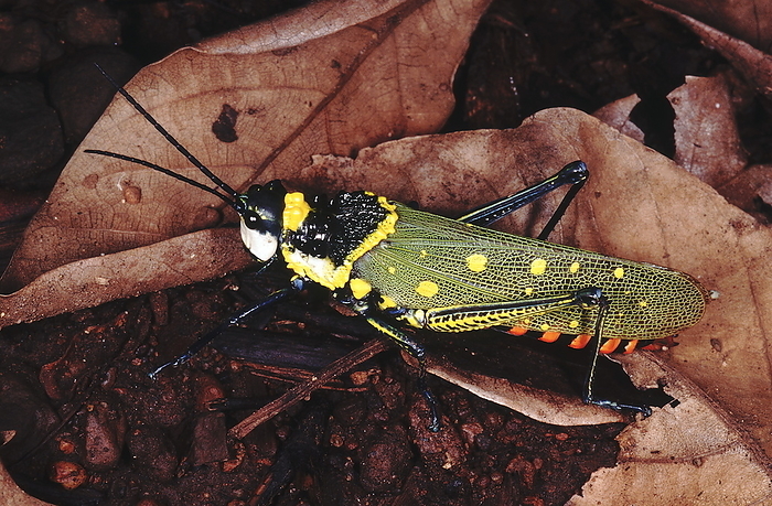 Painted grasshopper. These brightly coloured grasshoppers are poisonous and unpalatable to predators on account of the poisonous plants that they feed on. Painted grasshopper. These brightly coloured grasshoppers are poisonous and unpalatable to predators on account of the poisonous plants that they feed on., by Zoonar RealityImages