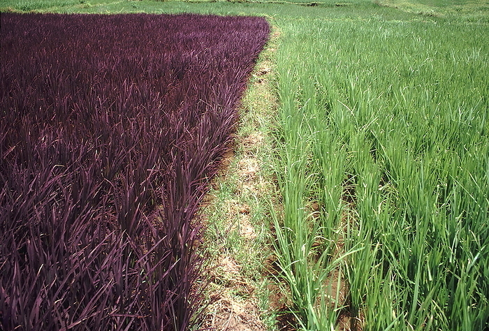 Purple rice and normal rice. Purple rice variety where the leaves are purple instead of green along with normal rice. Purple rice and normal rice. Purple rice variety where the leaves are purple instead of green along with normal rice., by Zoonar RealityImages