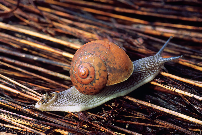 A snail A snail, by Zoonar RealityImages