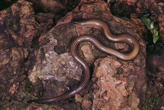 Riopa sp. Snake skink. An extremely elongated skink with reduced limbs. They are mainly found in the upper layers of the soil, humus and leaf litter. Riopa sp. Snake skink. An extremely elongated skink with reduced limbs. They are mainly found in the upper layers of the soil, humus and leaf litter., by Zoonar RealityImages
