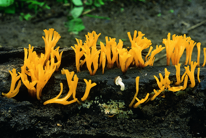Dacryopinax sp. Class and Series: Heterobasidiomycetes. Order: Tremellales. A kind of jelly fungus which resembles small yellowish orange coral. The fruiting bodies of this fungus live for about 2 weeks. Dacryopinax sp. Class and Series: Heterobasidiomycetes. Order: Tremellales. A kind of jelly fungus which resembles small yellowish orange coral. The fruiting bodies of this fungus live for about 2 weeks., by Zoonar RealityImages