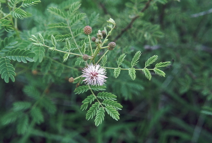 Mimosa sp. Family: Mimosaceae. A large shrub. The branches of this spiny shrub are used for making fences. Mimosa sp. Family: Mimosaceae. A large shrub. The branches of this spiny shrub are used for making fences., by Zoonar RealityImages