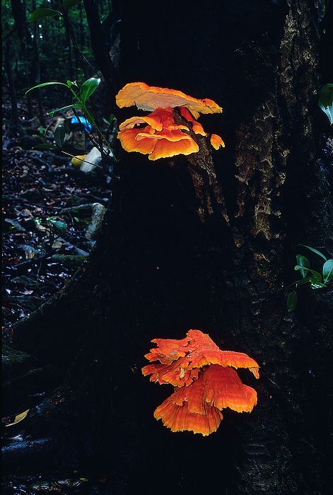 Class: Homobasidiomycetes . Series: Hymenomycetes. Order: Aphyllophorales. Bright orange bracket fungus. Class: Homobasidiomycetes . Series: Hymenomycetes. Order: Aphyllophorales. Bright orange bracket fungus., by Zoonar RealityImages