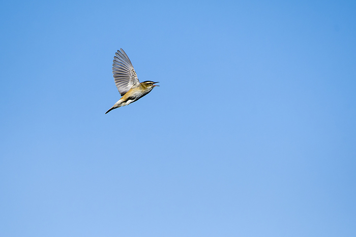 Sedge Warbler  Acrocephalus schoenobaenus  in song flight during courtship Sedge Warbler  Acrocephalus schoenobaenus  in song flight during courtship, by Zoonar KARIN JAEHNE