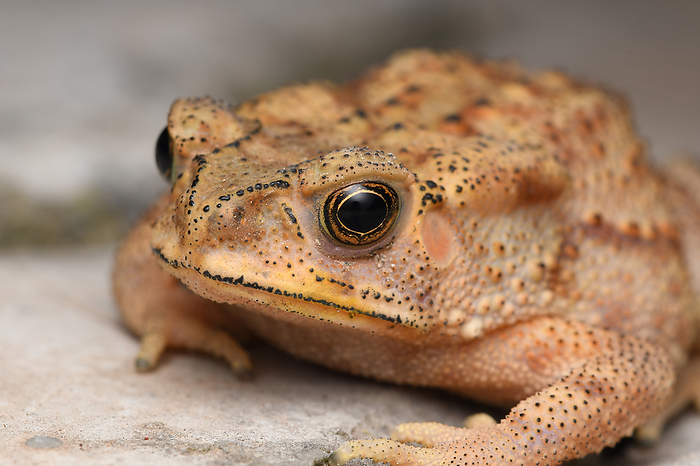 Golden eyes of Duttaphrynus melanostrictus, Indian br common toad, Distribution , All over india Golden eyes of Duttaphrynus melanostrictus, Indian common toad, Distribution , All over india, by Zoonar RealityImages