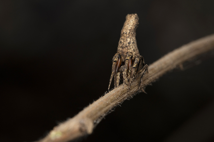 Twig Mimic spider, Poltys columnaris, Araneidae, Pune, Maharashtra, India Twig Mimic spider, Poltys columnaris, Araneidae, Pune, Maharashtra, India, by Zoonar RealityImages