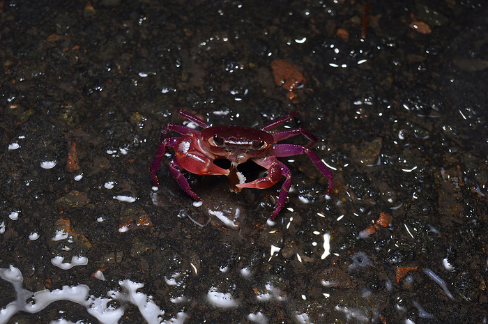 Face of Purple tree crab Splendida ghatiana, br Distribution  Western Ghats, Habitat Tropical rainforest Face of Purple tree crab Splendida ghatiana, Distribution  Western Ghats, Habitat Tropical rainforest, by Zoonar RealityImages