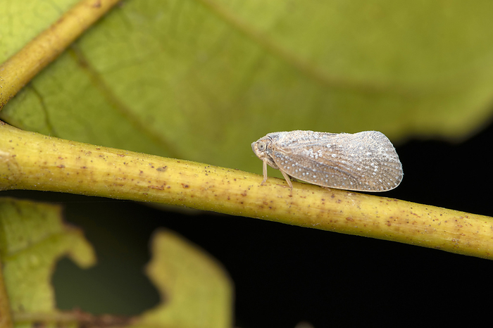 White Planthopper, Flatidae, Pune, Maharashtra, India White Planthopper, Flatidae, Pune, Maharashtra, India, by Zoonar RealityImages