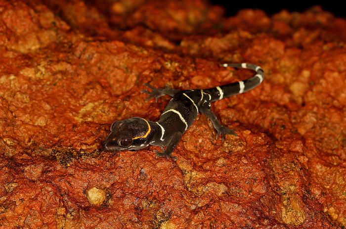 Deccan Banded Gecko, Cyrtodactylus deccanensis Amboli Ghats, Maharashtra, India Deccan Banded Gecko, Cyrtodactylus deccanensis Amboli Ghats, Maharashtra, India, by Zoonar RealityImages