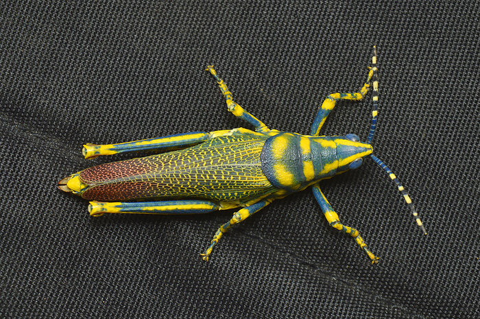 Dorsal view of adult Aak grasshopper, Poekilocerus pictus, Distribution Indian Subcontinent, Habitat   humid and arid areas Dorsal view of adult Aak grasshopper, Poekilocerus pictus, Distribution Indian Subcontinent, Habitat   humid and arid areas, by Zoonar RealityImages