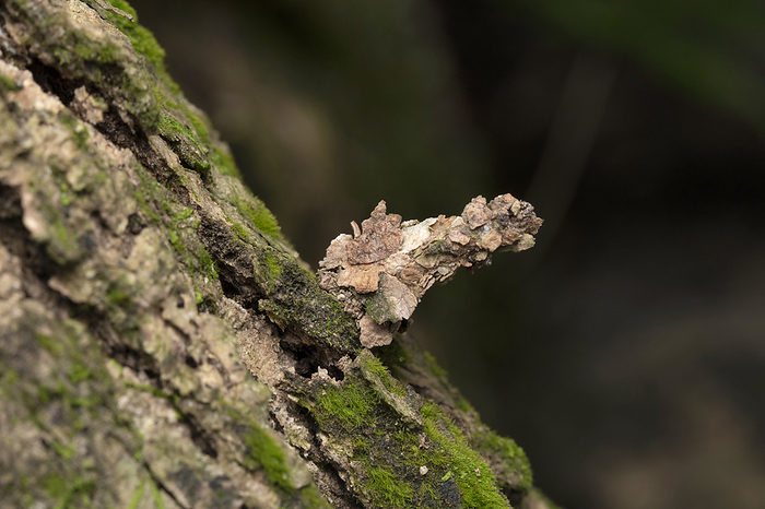 Bagworm moths, Camouflage, Family Psychidae, Singapore Bagworm moths, Camouflage, Family Psychidae, Singapore, by Zoonar RealityImages
