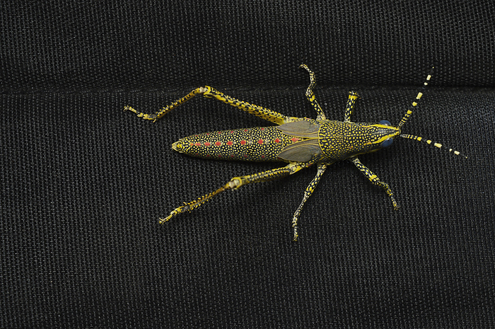 Full dorsal view of Juvenile Aak grasshopper, Poekilocerus pictus, Distribution   Indian Subcontinent, Habitat   humid and arid areas Full dorsal view of Juvenile Aak grasshopper, Poekilocerus pictus, Distribution   Indian Subcontinent, Habitat   humid and arid areas, by Zoonar RealityImages