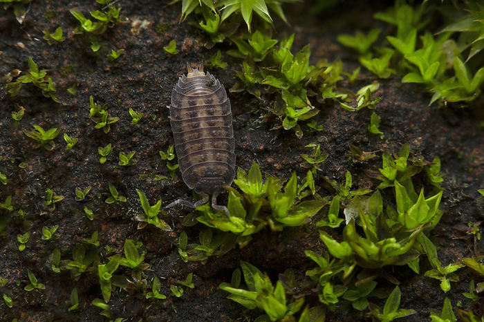An Isopod in moss, India. Crustaceans that includes woodlice and their relatives. An Isopod in moss, India. Crustaceans that includes woodlice and their relatives., by Zoonar RealityImages