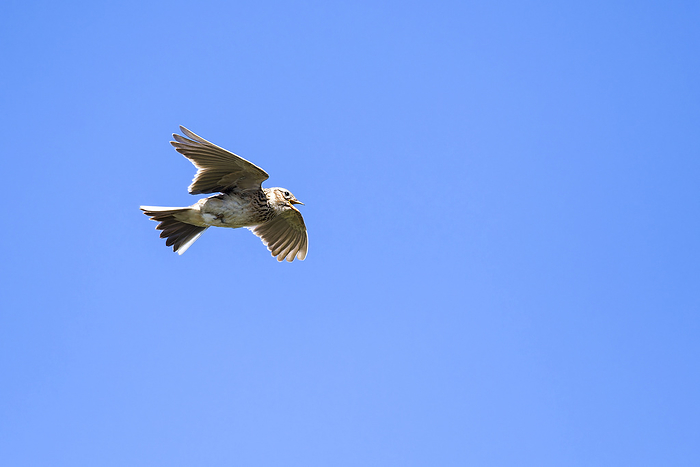 Singing skylark in flight Singing skylark in flight, by Zoonar KARIN JAEHNE