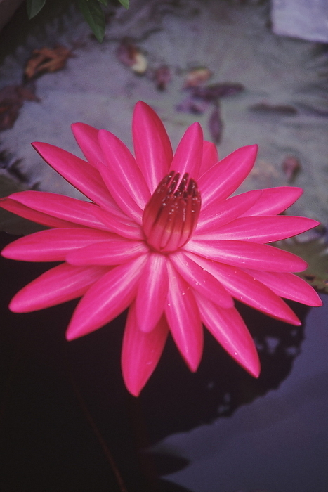 Red Lotus flower, Nelumbo nucifera Red Lotus flower, Nelumbo nucifera, by Zoonar RealityImages
