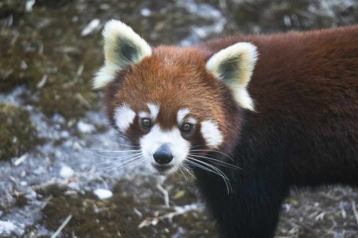 Red panda, Ailurus fulgens, Sikkim, India Red panda, Ailurus fulgens, Sikkim, India, by Zoonar RealityImages