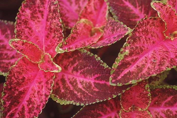 Red Coleus. Genus of flowering plants in the family Lamiaceae Red Coleus. Genus of flowering plants in the family Lamiaceae, by Zoonar RealityImages