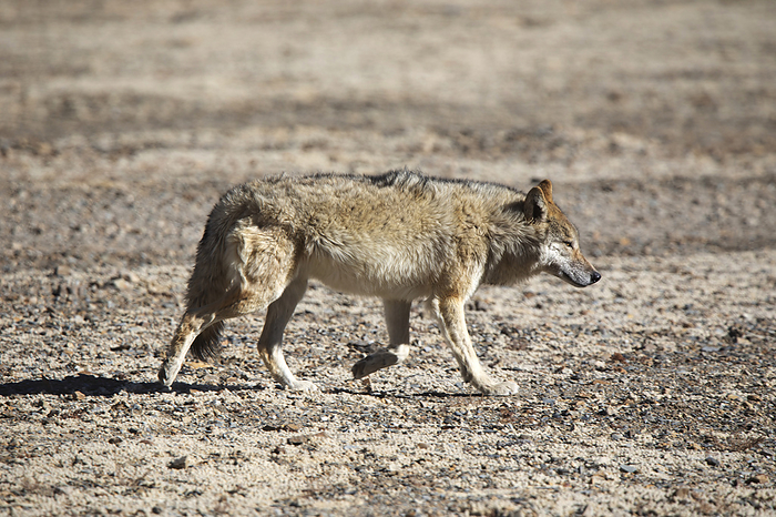 Tibetan Wolf,  Canis lupus filchneri, Gurudonmar, Sikkim, India Tibetan Wolf,  Canis lupus filchneri, Gurudonmar, Sikkim, India, by Zoonar RealityImages