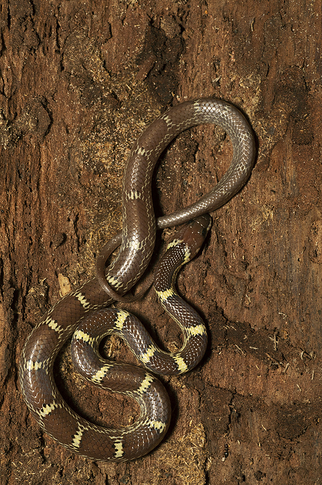 Indian wolf snake,  Lycodon aulicus, Panna Tiger Reserve, Madhya Pradesh, India Indian wolf snake,  Lycodon aulicus, Panna Tiger Reserve, Madhya Pradesh, India, by Zoonar RealityImages