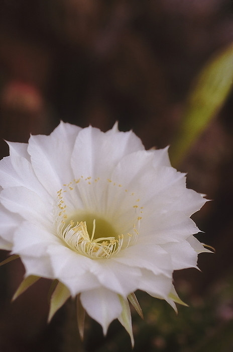Pure white cactus flower. Pure white cactus flower., by Zoonar RealityImages