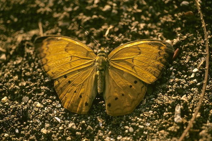 Top view of a Tamil Yeoman butterfly laying on ground. Top view of a Tamil Yeoman butterfly laying on ground., by Zoonar RealityImages