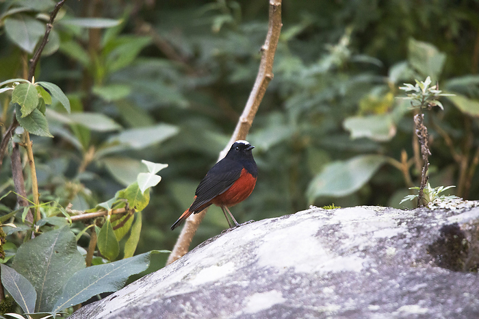 White capped Water redstart,  Phoenicurus leucocephalus, Mangan, Sikkim, India White capped Water redstart,  Phoenicurus leucocephalus, Mangan, Sikkim, India, by Zoonar RealityImages